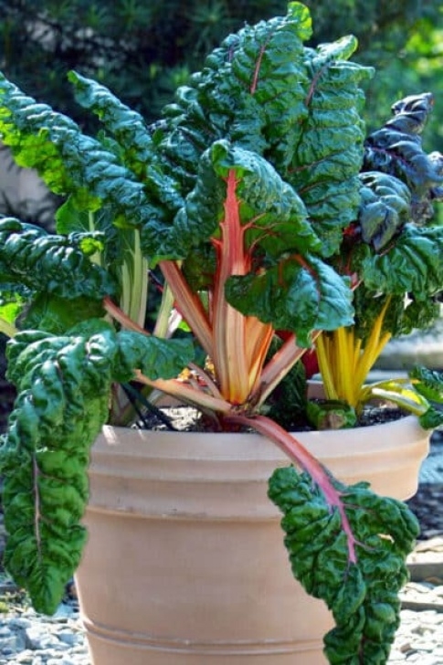 Growing Swiss Chard In Containers Growing Chard In Containers | Brown Thumb Mama® Image 505