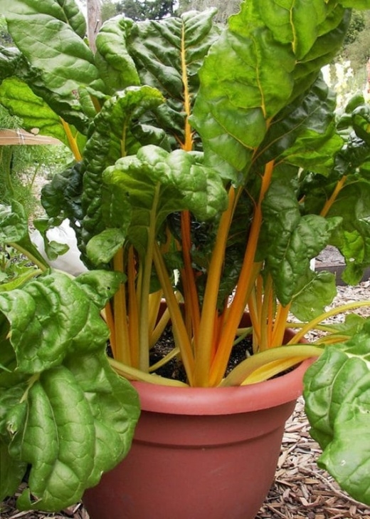 Growing Swiss Chard In Containers Growing Chard In Containers | Brown Thumb Mama® Picture 445