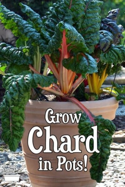 Growing Swiss Chard In Containers Growing Chard In Containers | Container Gardening, Plants Picture 083