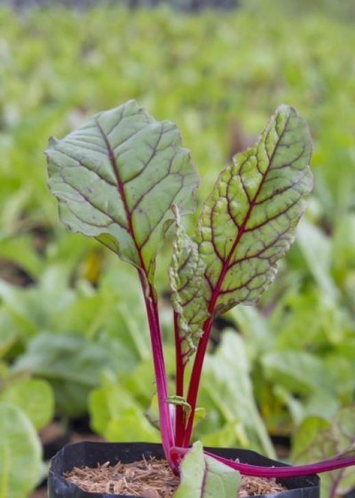 Growing Swiss Chard In Containers Swiss Chard Care In Pots – How To Grow Swiss Chard In Picture 865