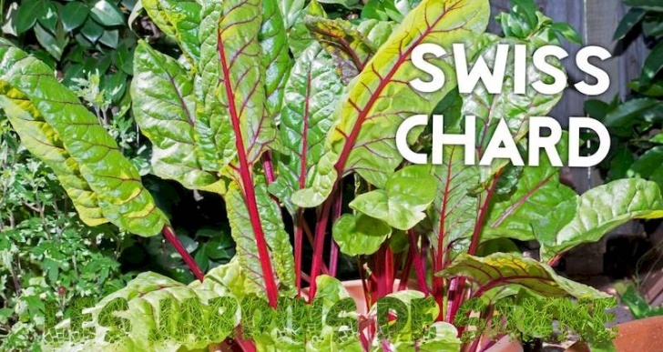 Growing Swiss Chard In Containers Swiss Chard Container Gardening: Swiss Chard In Containers Picture 657
