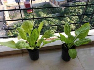 Growing Swiss Chard In Containers Swiss-Chard-Growing-In-Container – Geekgardener Image 349