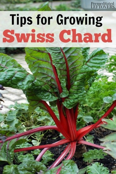 Growing Swiss Chard In Containers Tips For Growing Swiss Chard In Your Garden - How To Grow Picture 167