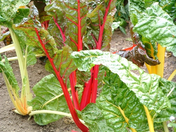 Growing Swiss Chard Swiss Chard — Veggie Gardening Tips Picture 778