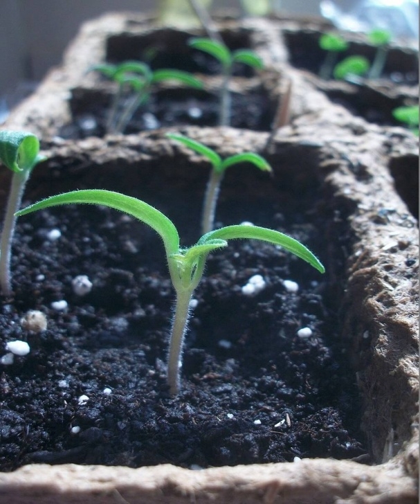 Growing Tomato Plants From Seed 7 Tips For Growing Tomatoes From Seed - Step By Step Image 962