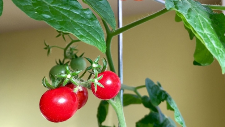 Growing Tomato Plants From Seed Grow Tomatoes From The Seeds Of The Tomato You’re Eating Picture 144