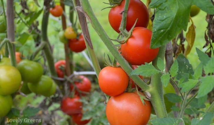 Growing Tomato Plants From Seed Growing Tomatoes From Seed: Sowing Times, Compost, And Picture 785