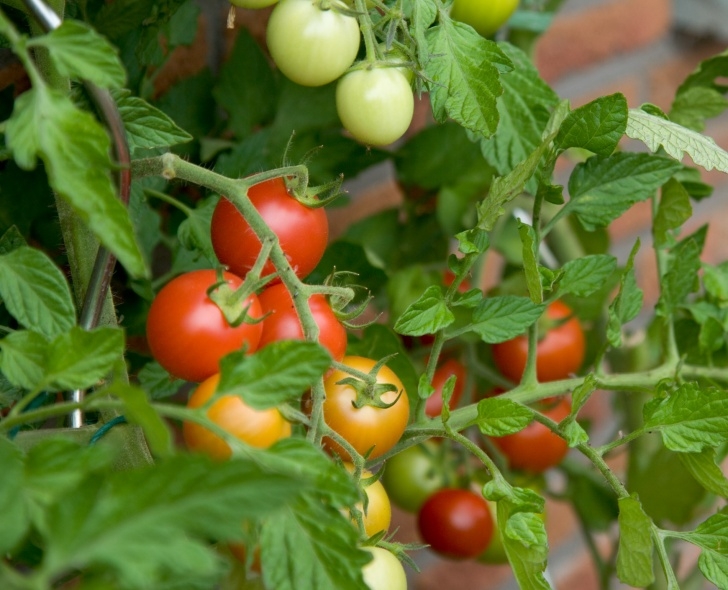 Growing Tomato Plants From Seed How To Grow The Best Tomatoes | Seed Nursery Photo 961