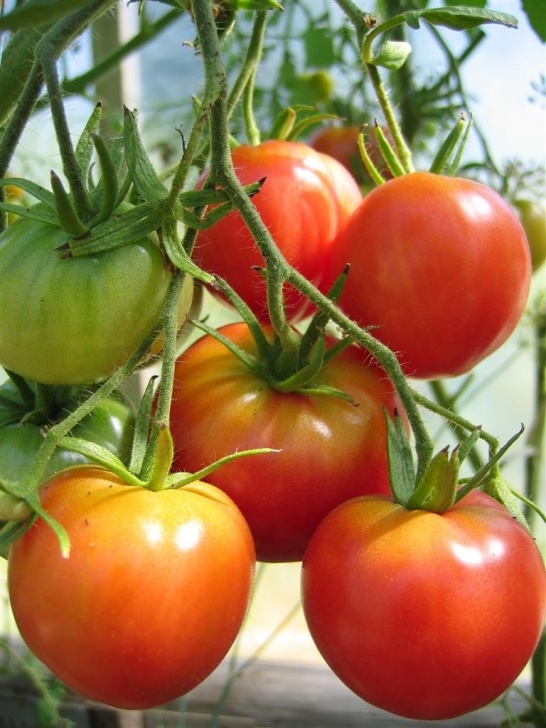 Growing Tomato Plants From Seed Ultimate Guide To Growing Tomatoes | Farmtek Blog Image 296