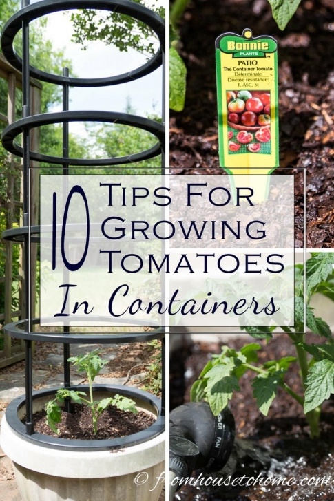 Growing Tomato Plants In Pots 11 Of The Best Tips For Growing Tomatoes In Containers Picture 934