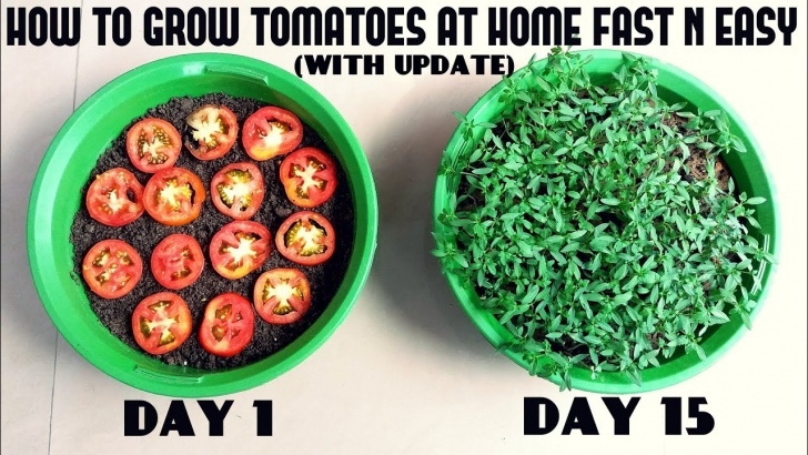 Growing Tomato Plants In Pots Grow Tomatoes From Tomatoes (Easiest Method Ever With Image 533