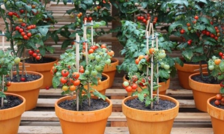Growing Tomato Plants In Pots Growing Tomatoes In Containers – The Prepper Dome Picture 924