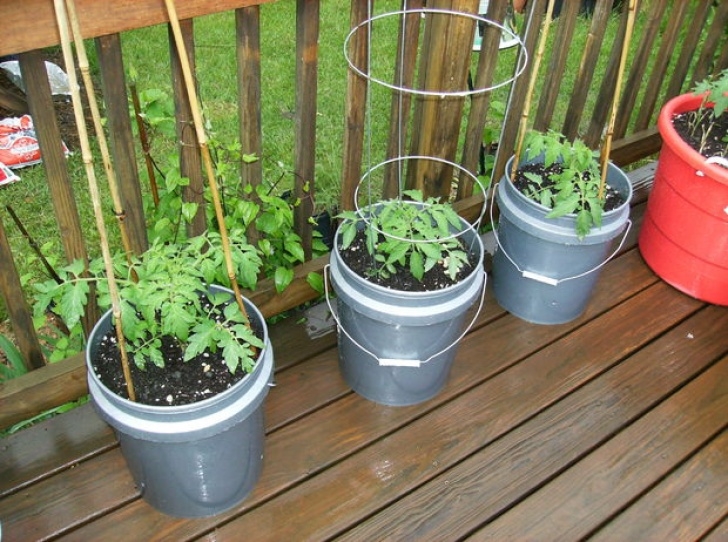 Growing Tomato Plants In Pots How To Grow Large Tomatoes In Containers - All Photo 059