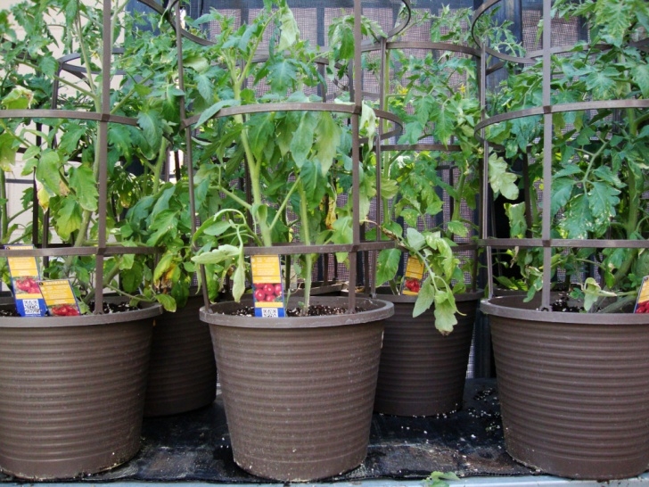 Growing Tomato Plants In Pots How To Grow Tomatoes In Containers | Hubpages Photo 511