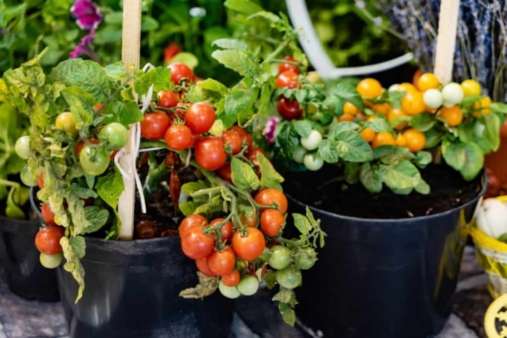 Growing Tomato Plants In Pots How To Grow Tomatoes In Containers Image 045