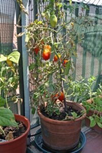 Growing Tomato Plants In Pots How To Grow Tomatoes In Containers Photo 222