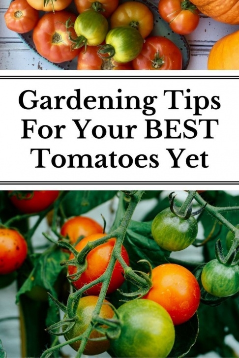 Growing Tomato Plants Indoors 10 Gardening Tips For The Best Tomatoes | Gardening | Tips Photo 426