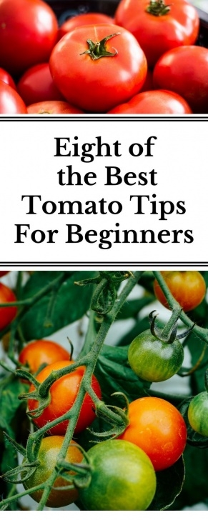 Growing Tomato Plants Indoors 10 Gardening Tips For The Best Tomatoes | Tips For Growing Picture 025