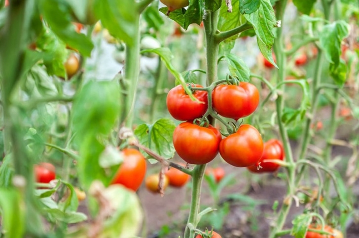 Growing Tomato Plants Indoors Follow These Simple Steps To Grow Tomatoes Indoors - Every Picture 435