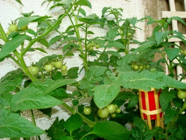 Growing Tomato Plants Indoors Growing Tomatoes Indoors - Guide On How To Grow Tomatoes Photo 713