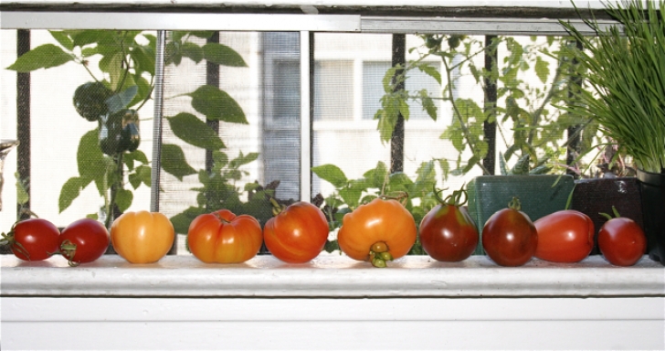 Growing Tomato Plants Indoors Growing Tomatoes Indoors In 2018 | 10 Expert Tips Image 857
