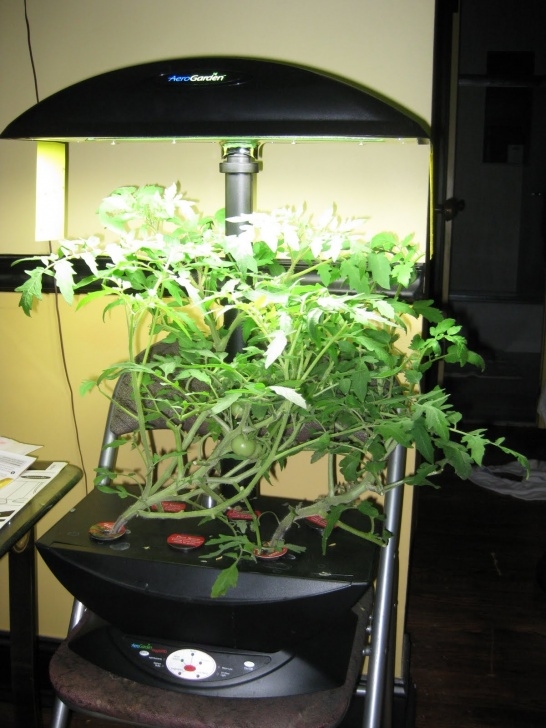 Growing Tomato Plants Indoors November 2009 | Indoor Gardening - My Aerogarden And Image 639
