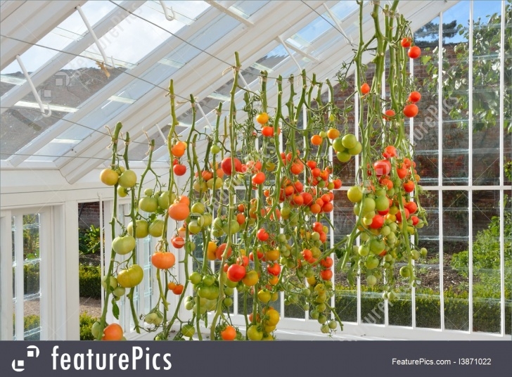 Growing Tomatoes In A Greenhouse Agriculture And Forestry: Tomatoes Growing In Greenhouse Image 065