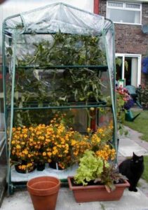 Growing Tomatoes In A Greenhouse Growing Tomatoes In A Grow-House (Mini-Greenhouse) Photo 455