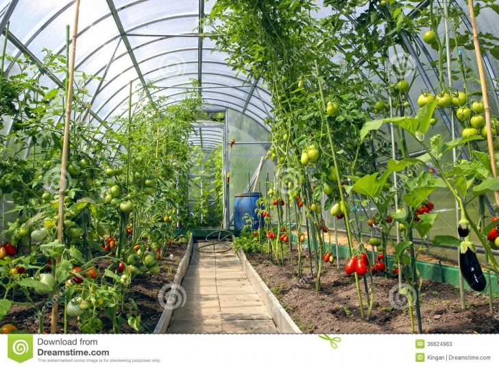 Growing Tomatoes In A Greenhouse Growing Tomatoes In The Greenhouse Made Of Polycarbonate Photo 466