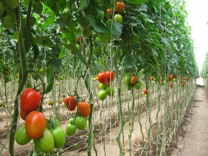Growing Tomatoes In A Greenhouse Kilimo Sasa: Tomato Growing Guide-The Greenhouse Way Image 968