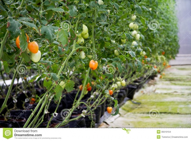 Growing Tomatoes In A Greenhouse Tomatoes Growing In A Commercial Greenhouse With Image 040