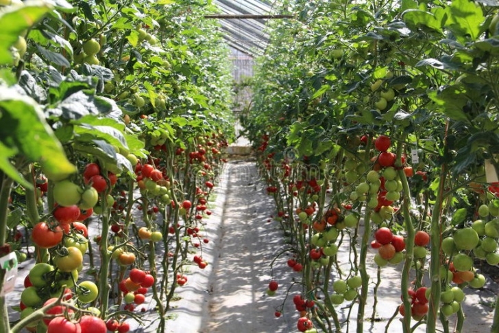 Growing Tomatoes In A Greenhouse Tomatoes Growing In The Greenhouse Stock Image - Image Of Picture 816
