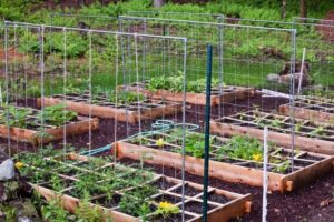Growing Tomatoes In Raised Beds Ewa In The Garden: 15 Ideas Of Diy Pea Trellis Photo 075 Growing Tomatoes In Raised Beds Ewa In The Garden: 15 Ideas Of Diy Pea Trellis Photo 075