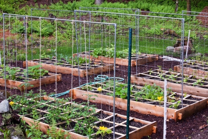 Growing Tomatoes In Raised Beds Ewa In The Garden: 15 Ideas Of Diy Pea Trellis Photo 075