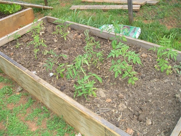 Growing Tomatoes In Raised Beds How To Grow Tomatoes Step By Step • New Life On A Photo 007