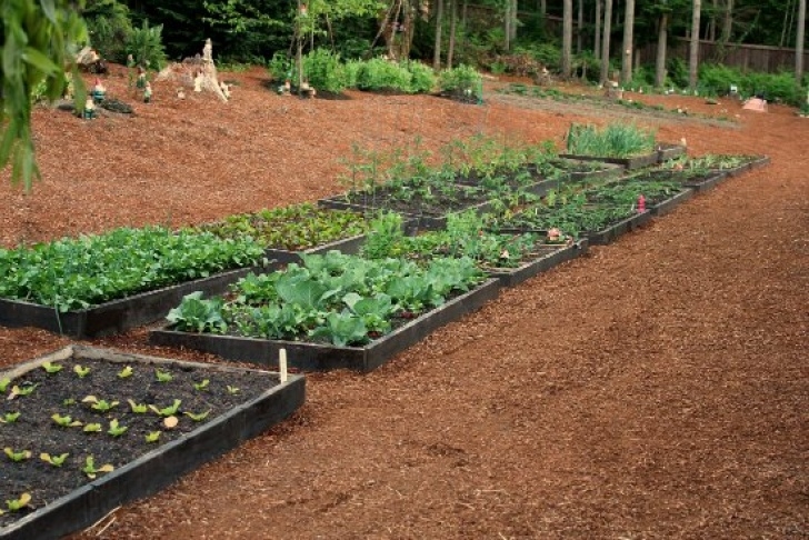 Growing Tomatoes In Raised Beds Raised Garden Beds - Growing Cabbage, Garlic, Tomatoes And Photo 406