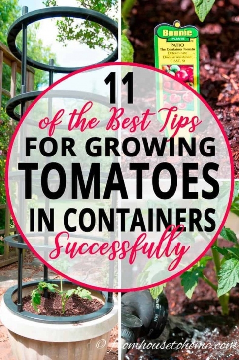 Growing Tomatoes On Balcony 11 Of The Best Tips For Growing Tomatoes In Containers Photo 578