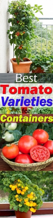 Growing Tomatoes On Balcony Best Tomato Varieties For Containers | Balcony Garden Web Photo 787