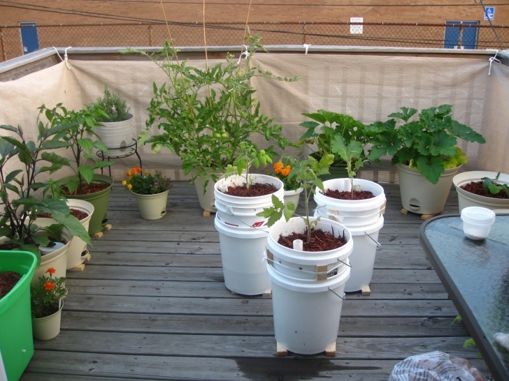 Growing Tomatoes On Balcony Charm City Balcony Garden: Final Setup Completed! Image 521