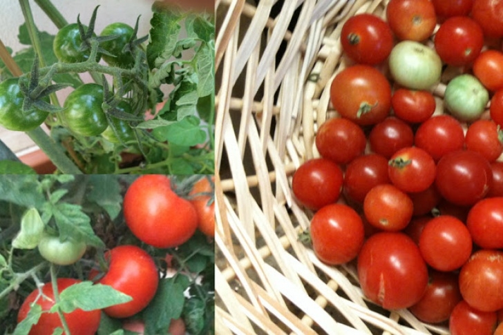 Growing Tomatoes On Balcony Dubai Veg Growers: How To Grow Tomatoes In A Container On Image 320