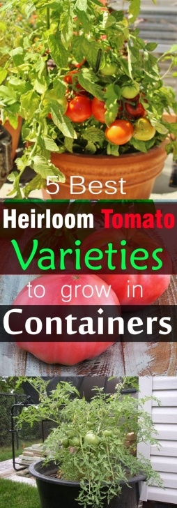 Growing Tomatoes On Balcony Growing Heirloom Tomatoes In Pots: 5 Best Heirloom Tomato Image 288