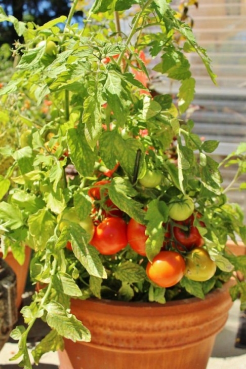 Growing Tomatoes On Balcony Growing Tomatoes In Pots? Note 13 Tomato Growing Tips For Image 942