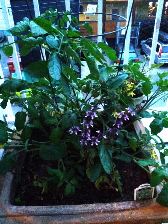 Growing Tomatoes On Balcony June Garden Update - The Outlier Model | The Outlier Model Picture 654