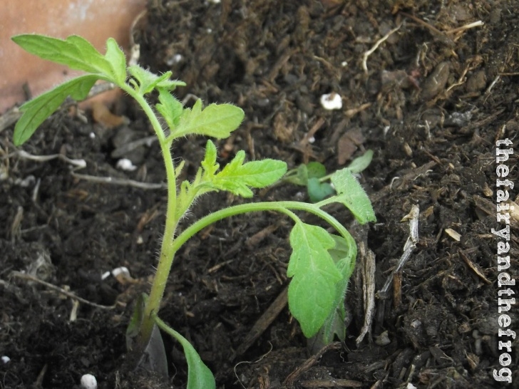 Growing Tomatoes On Balcony The Fairy And The Frog: Gardening In Small Spaces Picture 509