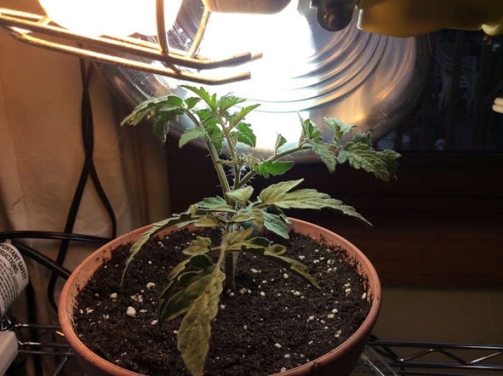Growing Tomatoes Under Lights Backyard Garden : Grow Seedlings Or Microgreens Under Photo 878