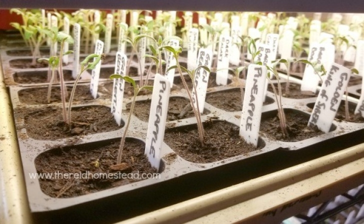 Growing Tomatoes Under Lights Free Tomato Plants From Cuttings - The Reid Homestead Picture 278