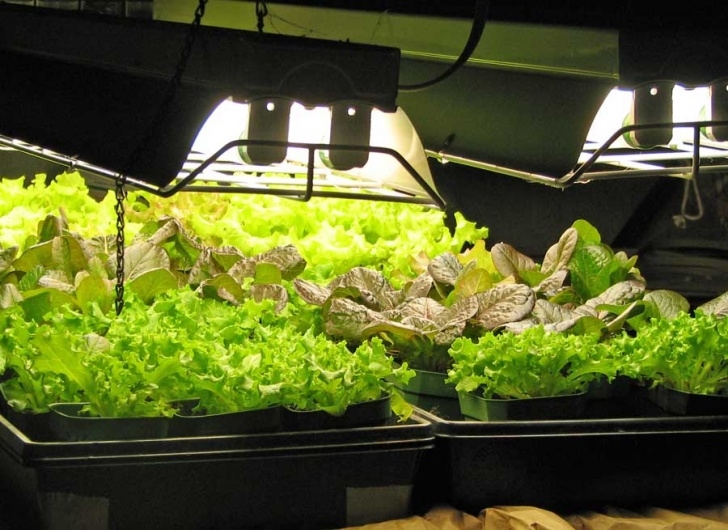 Growing Tomatoes Under Lights Growing Lettuce | Our Edible Garden Photo 052