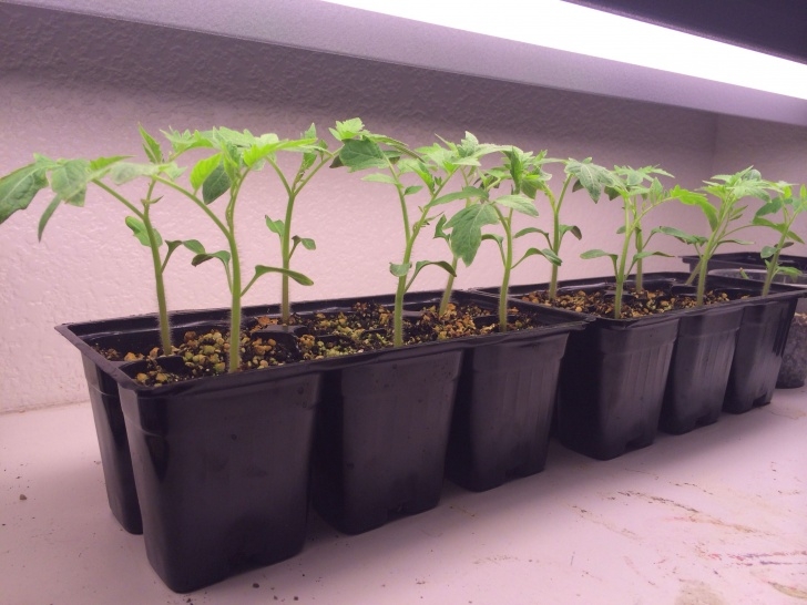 Growing Tomatoes Under Lights #Heirloom #Hawaiiantropics #Tomatoes #Tomatoseedlings Image 757