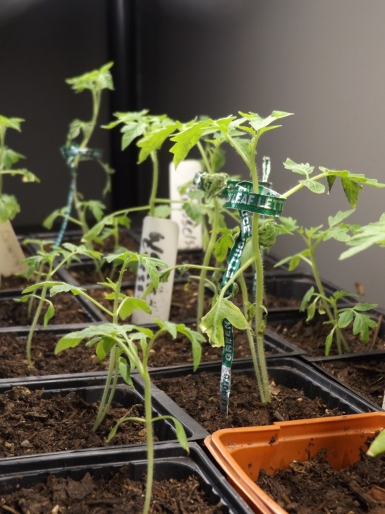 Growing Tomatoes Under Lights Indoor Grow Light Tomato Garden + Tropical Houseplant Photo 253