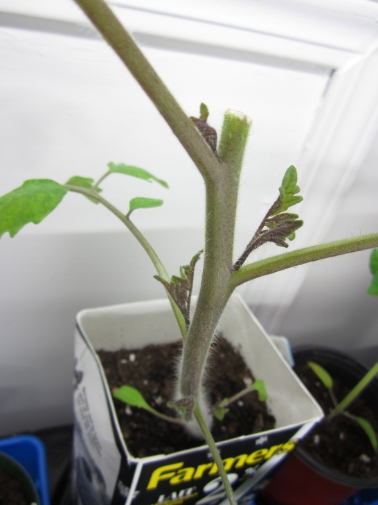 Growing Tomatoes Under Lights Pruning Your Indoor Tomato Plants | Hobbyjunkies Photo 972